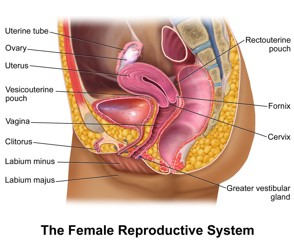 Órgãos do sistema sexual e reprodutor feminino