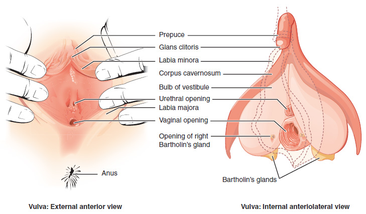 Vista da vulva e de algumas estruturas eréteis internas do sistema sexual e reprodutor feminino (clitóris e bulbos do vestíbulo). 