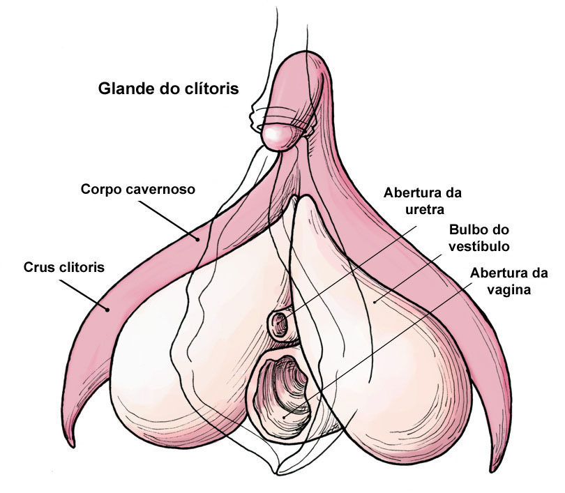 Algumas estruturas eréteis do sistema sexual e reprodutor feminino: clitóris e bulbos do vestíbulo.