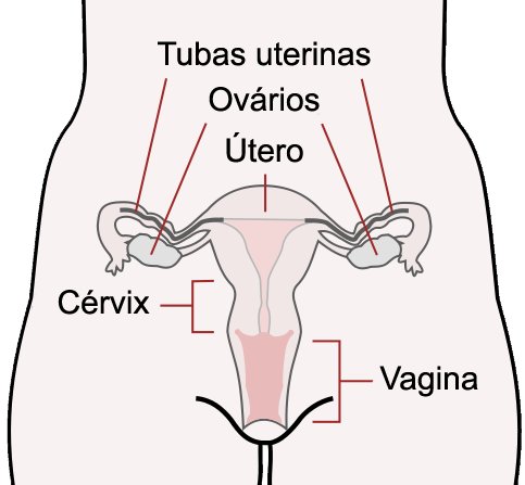 Órgãos internos do sistema sexual e reprodutor feminino