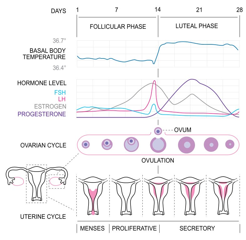 O ciclo menstrual