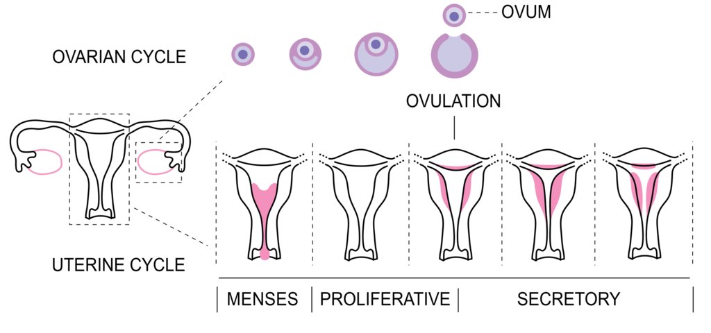 Ciclo menstrual