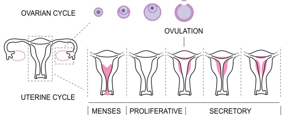 Percepção da fertilidade: Parte 3 – O ciclo menstrual